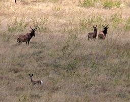 Swayne´s hartebeest